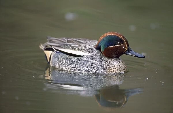 Teal Duck. ME-373. Teal Duck. Anas crecca