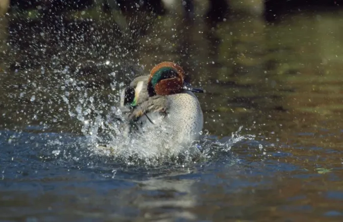 Framed Print : Teal Duck - washing - Norfolk UK Framed Print : Teal Duck - washing - Norfolk UK