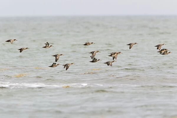 Teal - flock flying over the sea - Northumberland - England