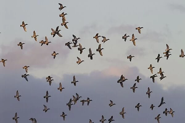 Teal - Large flock of teal in flight catching the evening sun. Gloucestershire, UK