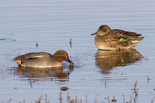 Teal - male and female - winter