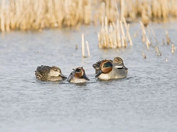 Teal - male and female in winter West Wales UK 005429