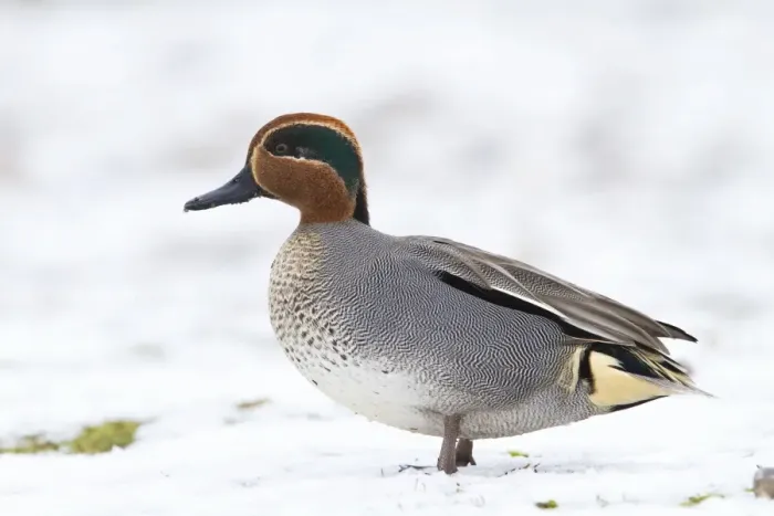 Framed Print : Teal - Single adult drake teal resting on snow. Norfolk, UK Framed Print : Teal - Single adult drake teal resting on snow. Norfolk, UK