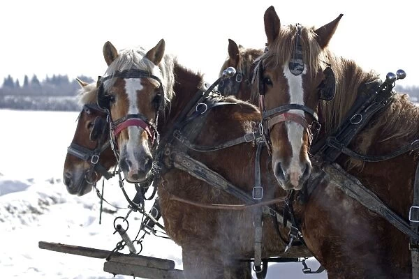 Team of four work horses on Amish farm in upstate New York - In barnyard - In snow -Pulling wagon