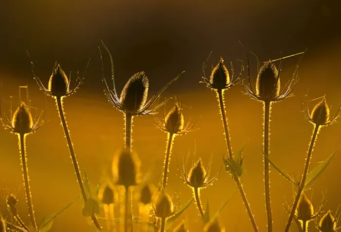 Framed Print : Teasel - backlit at sunset - Bedfordshire UK 14134 Framed Print : Teasel - backlit at sunset - Bedfordshire UK 14134