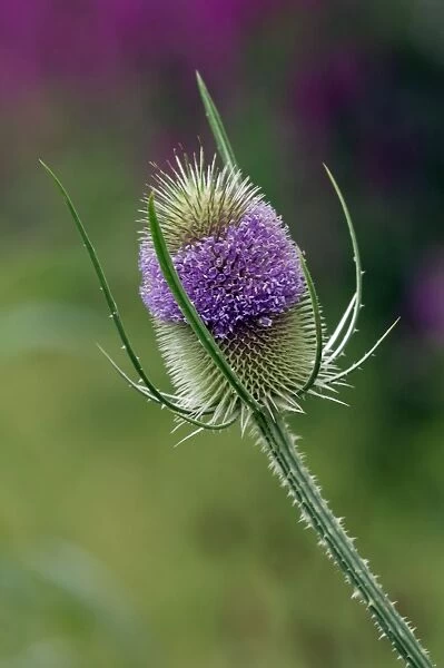 Teasel planted on the edge of a bog garden with out of focus Lythrum in background. East Sussex garden in July
