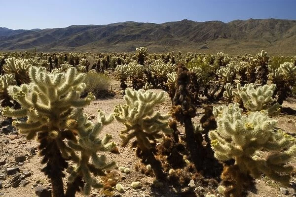 Teddy Bear Cholla - Mojave desert - Joshua Tree National Park - Mojave Desert - California - USA