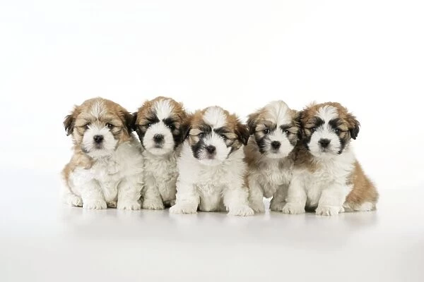 Teddy Bear Dog - puppies (8 weeks old)