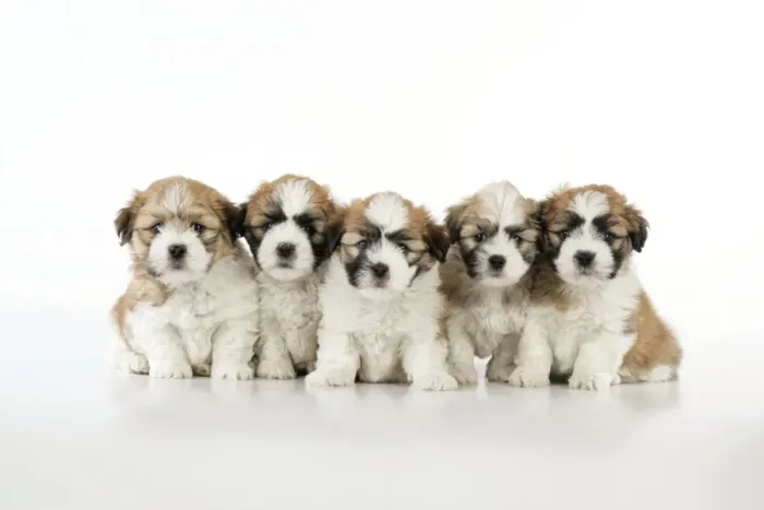 Framed Print : Teddy Bear Dog - puppies (8 weeks old)