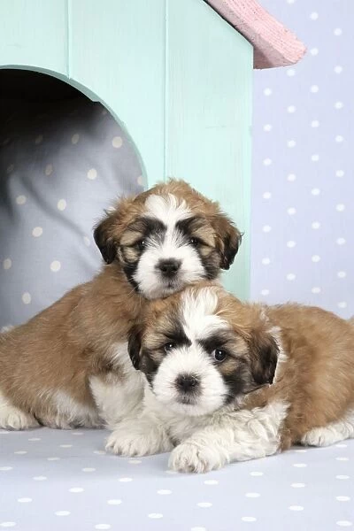 Teddy Bear Dog - puppies (8 weeks old) in dog kennel