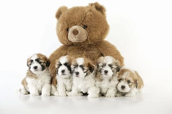 Teddy Bear Dog - puppies (8 weeks old) with a teddy bear