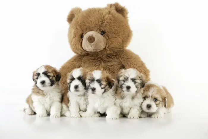 Framed Print : Teddy Bear Dog - puppies (8 weeks old) with a teddy bear Framed Print : Teddy Bear Dog - puppies (8 weeks old) with a teddy bear