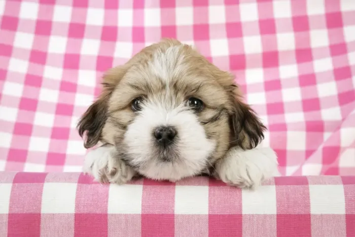 Framed Print : Teddy Bear Dog - puppy (8 weeks old) Framed Print : Teddy Bear Dog - puppy (8 weeks old)