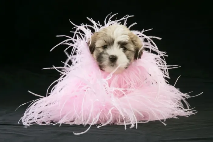 Framed Print : Teddy Bear Dog - puppy (8 weeks old) with black background and pink scarf Framed Print : Teddy Bear Dog - puppy (8 weeks old) with black background and pink scarf