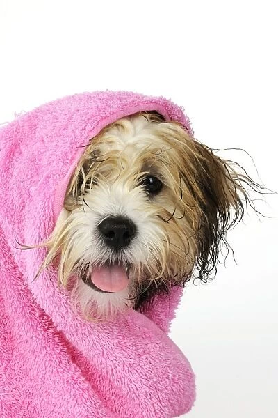 Teddy Bear dog - wet, wrapped in a towel
