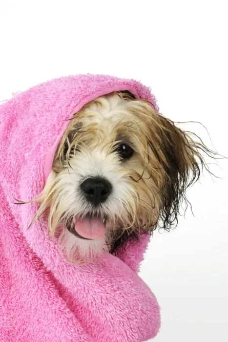 Framed Print : Teddy Bear dog - wet, wrapped in a towel Framed Print : Teddy Bear dog - wet, wrapped in a towel