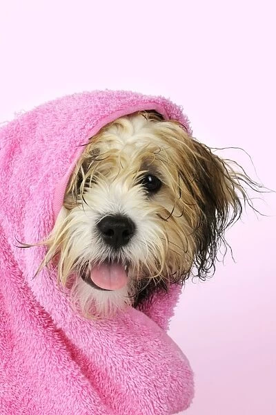 Teddy Bear dog - wet, wrapped in a towel Manipulation: background colour changed
