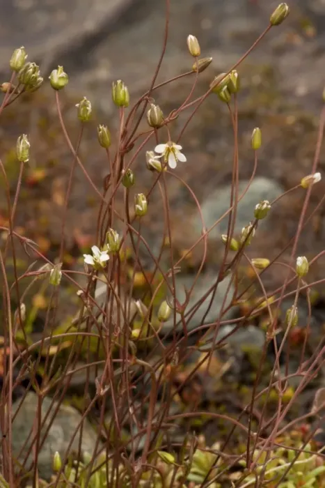 Framed Print : Teesdale sandwort (Minuartia stricta) - extremely rare in UK, only in Teesdale Framed Print : Teesdale sandwort (Minuartia stricta) - extremely rare in UK, only in Teesdale