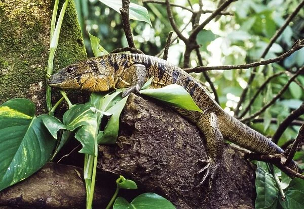 Tegu Lizard NG 664 Amazonia, Brazil Tupinambis nigripunctatus © Nick Gordon  /  ARDEA LONDON