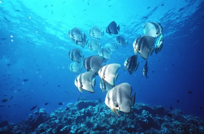 Framed Print : TEIRA BATFISH - SHOAL Framed Print : TEIRA BATFISH - SHOAL