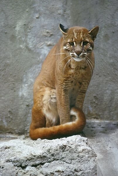 Temminck's Golden Cat. Removed fence to the right