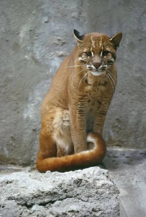 Framed Print : Temminck's Golden Cat. Removed fence to the right
