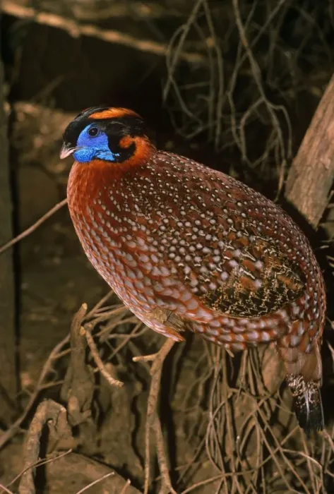 Framed Print : Temminck's Tragopan - male Framed Print : Temminck's Tragopan - male