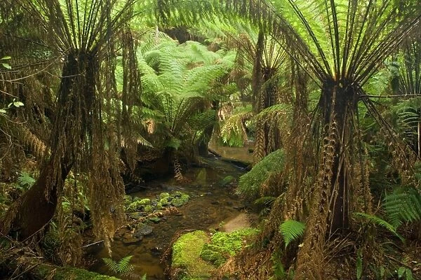 Temperate rainforest - brook flows through a gully with lots of treefern in a lush temperate rainforest - Melba Gully State Park, Otways, Great Ocean Road, Victoria, Australia