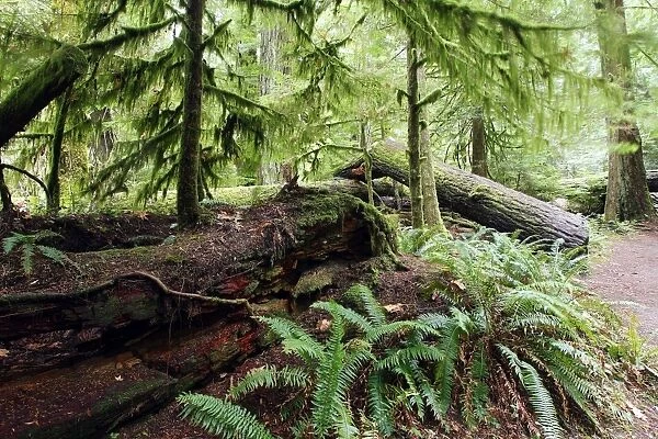 Temperate Rainforest Cathedral Grove on Princess Royal Island. British Columbia. Canada