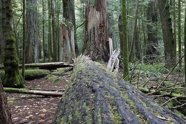 Temperate rainforest. Cathedral Grove Princess Royal Island - British Columbia - Canada