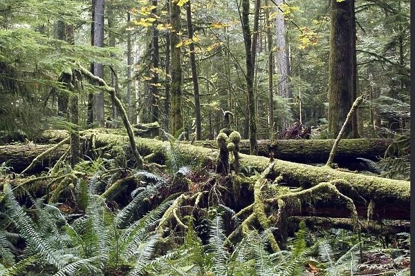 Temperate rainforest. Cathedral Grove Princess Royal Island - British Columbia - Canada