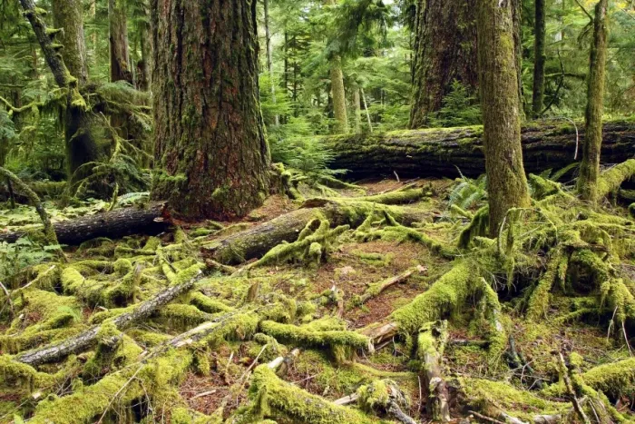 Framed Print : Temperate Rainforest Cathedral Grove on Princess Royal Island. British Columbia. Canada Framed Print : Temperate Rainforest Cathedral Grove on Princess Royal Island. British Columbia. Canada