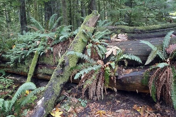 Temperate rainforest - ferns & fallen tree trunk. Cathedral Grove Princess Royal Island - British Columbia - Canada