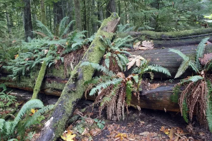 Framed Print : Temperate rainforest - ferns & fallen tree trunk. Cathedral Grove Princess Royal Island - British Columbia - Canada Framed Print : Temperate rainforest - ferns & fallen tree trunk. Cathedral Grove Princess Royal Island - British Columbia - Canada