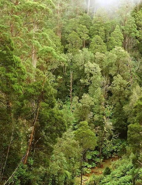 Temperate rainforest Great Otway National Park, southwest Victoria, Australia JLR04575