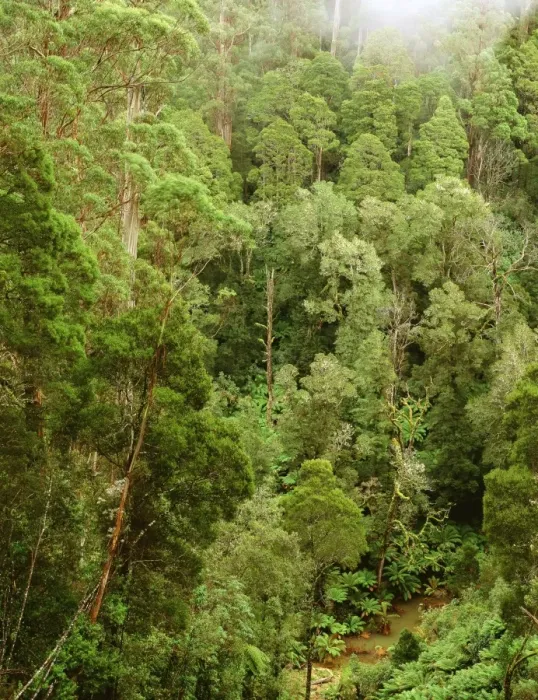 Framed Print : Temperate rainforest Great Otway National Park, southwest Victoria, Australia JLR04575 Framed Print : Temperate rainforest Great Otway National Park, southwest Victoria, Australia JLR04575