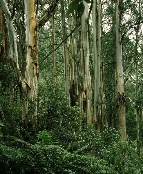 Temperate Rainforest - Including Mountain ash & Tree fern - Dandenong Ranges National Park, Victoria, Australia JPF52201