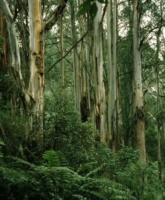 Framed Print : Temperate Rainforest - Including Mountain ash & Tree fern - Dandenong Ranges National Park, Victoria, Australia JPF52201 Framed Print : Temperate Rainforest - Including Mountain ash & Tree fern - Dandenong Ranges National Park, Victoria, Australia JPF52201