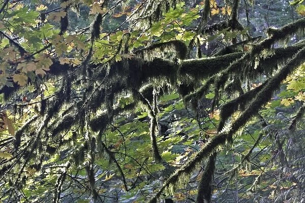 Temperate rainforest - lichen. Cathedral Grove Princess Royal Island - British Columbia - Canada