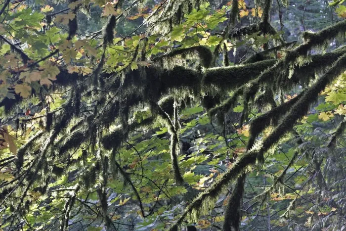 Framed Print : Temperate rainforest - lichen. Cathedral Grove Princess Royal Island - British Columbia - Canada Framed Print : Temperate rainforest - lichen. Cathedral Grove Princess Royal Island - British Columbia - Canada