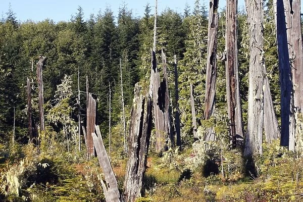 Temperate Rainforest - Lichens on Princess Royal Island. British Columbia. Canada
