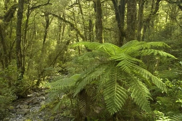 Temperate rainforest lush Southern Beech rainforest with treefern and heavily with moss and lichen-covered trees Fjordland National Park, South Island, New Zealand