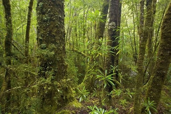 Temperate rainforest - magnificent Franklin river cuts through lush, temperate rainforest similar to that in New Zealand. Fern and lichen-covered trees dominate the scenery - Franklin-Gordon Wild Rivers National Park, Tasmania, Australia