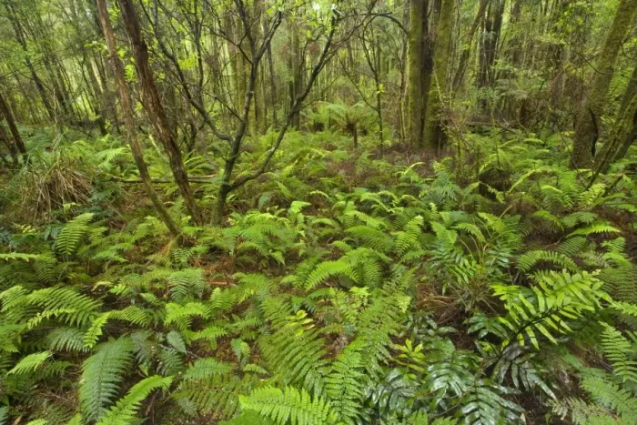 Framed Print : Temperate rainforest - magnificent lush, cool temperate rainforest, which is dominated by ferns and lichen and moss-covered trees - Nelson Valley, Franklin-Gorden Wild Rivers National Park, Tasmania, Australia Framed Print : Temperate rainforest - magnificent lush, cool temperate rainforest, which is dominated by ferns and lichen and moss-covered trees - Nelson Valley, Franklin-Gorden Wild Rivers National Park, Tasmania, Australia