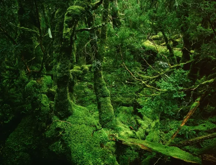 Framed Print : Temperate Rainforest - Moss-covered Myrtle - Cradle Mountain-Lake St Clair National Park, Tasmania, Australia JPF24142 Framed Print : Temperate Rainforest - Moss-covered Myrtle - Cradle Mountain-Lake St Clair National Park, Tasmania, Australia JPF24142