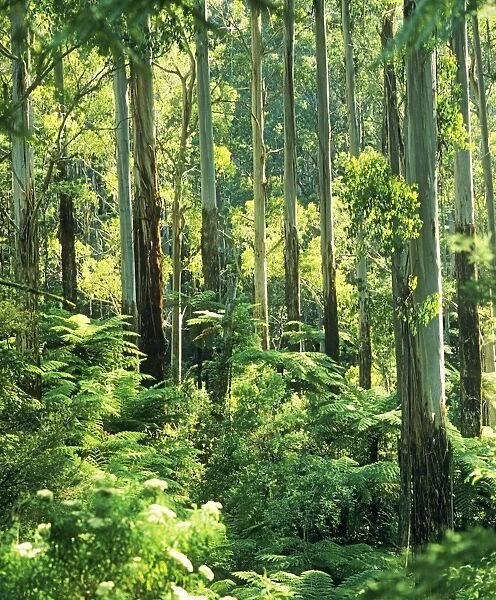 Temperate rainforest with Mountain Ash and Tree Ferns (Cyathea australis) - Tarra - Bulga National Park - East Gippsland - Victoria - Australia JPF52202