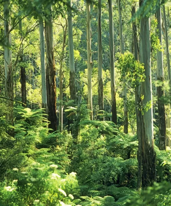 Framed Print : Temperate rainforest with Mountain Ash and Tree Ferns (Cyathea australis) - Tarra - Bulga National Park - East Gippsland - Victoria - Australia JPF52202 Framed Print : Temperate rainforest with Mountain Ash and Tree Ferns (Cyathea australis) - Tarra - Bulga National Park - East Gippsland - Victoria - Australia JPF52202
