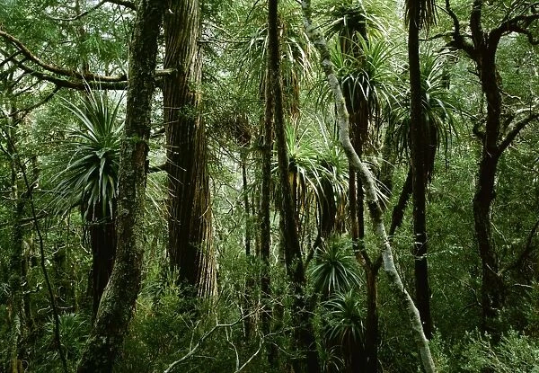 Temperate Rainforest with Pandanus, King Billy pine & Myrtle(Nothofagus cunninghami) Cradle Mountain - Lake St Clair National Park, Tasmania, Australia JPF02101