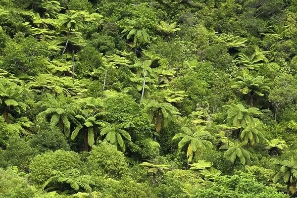 Temperate rainforest with tree ferns and other native trees Karangahake Gorge, Waikato, North Island, New Zealand