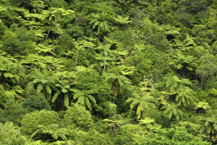 Framed Print : Temperate rainforest with tree ferns and other native trees Karangahake Gorge, Waikato, North Island, New Zealand Framed Print : Temperate rainforest with tree ferns and other native trees Karangahake Gorge, Waikato, North Island, New Zealand